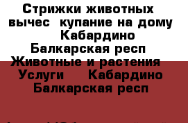 Стрижки животных, вычес, купание на дому! - Кабардино-Балкарская респ. Животные и растения » Услуги   . Кабардино-Балкарская респ.